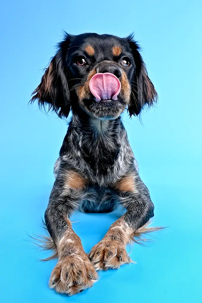 Jeune chien tirant la langue