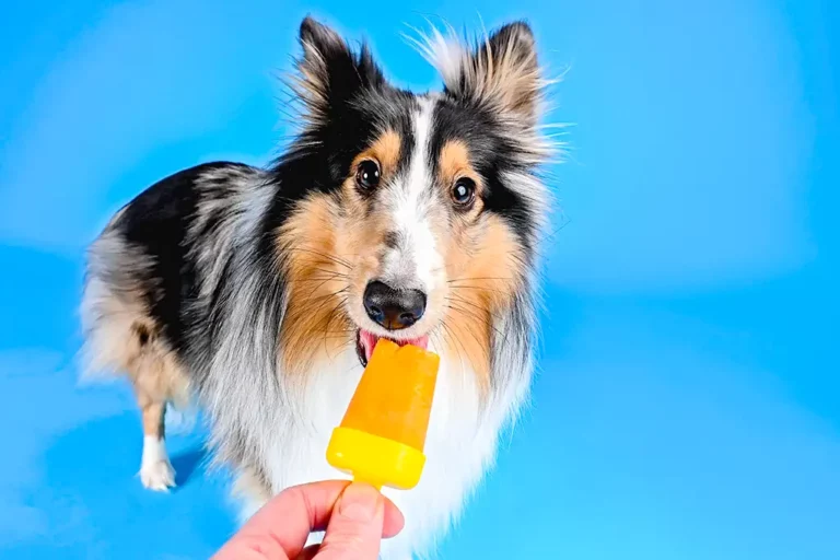 Berger des shetlands et glace